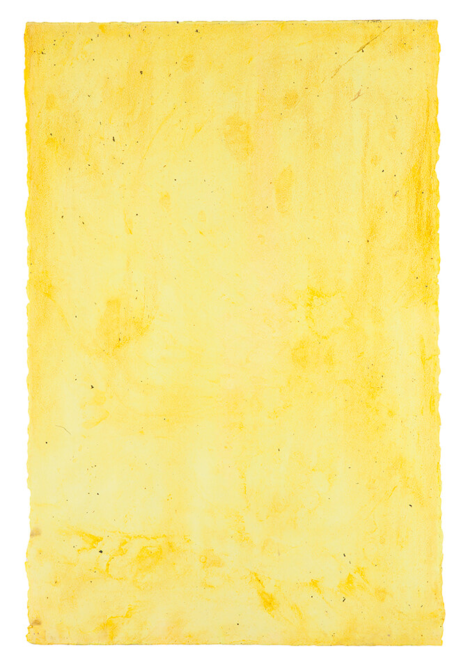 curcuma papel 03.jpg